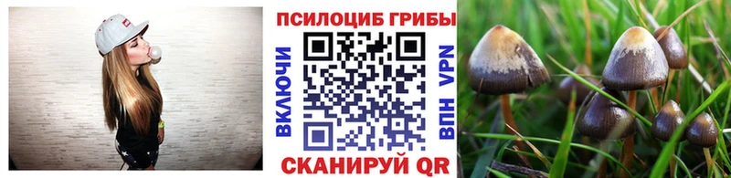 Купить где  Болохово  Галлюциногенные грибы Psilocybe 